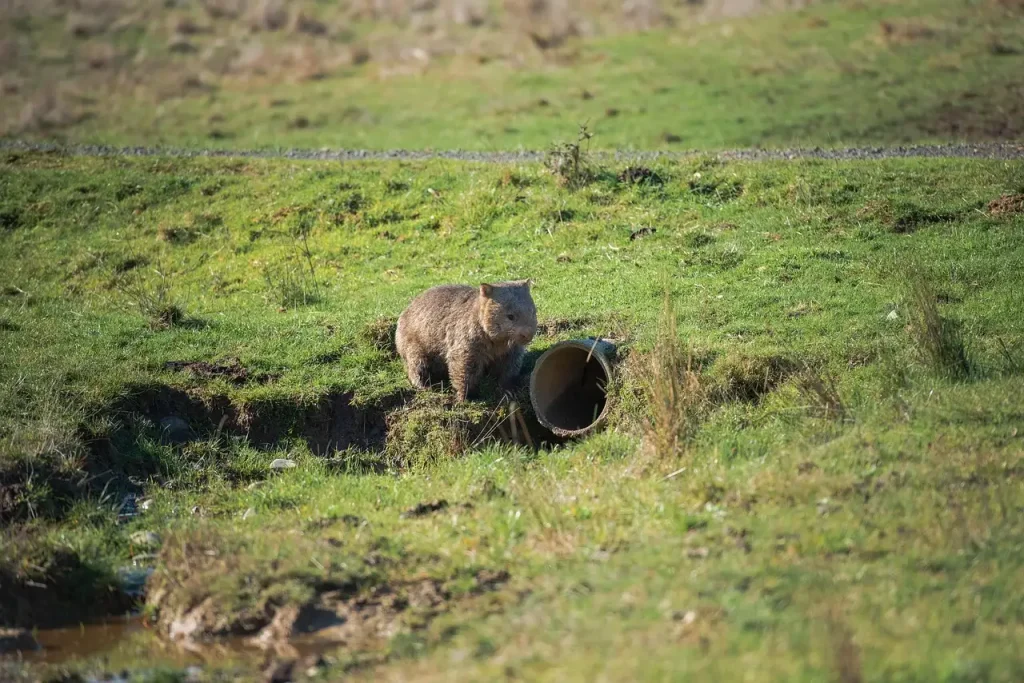 Hoe overleven wombats in droge klimaten effectief?