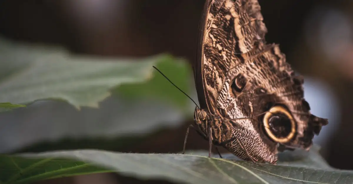 Hoe passen wilde dieren zich aan hun omgeving aan?