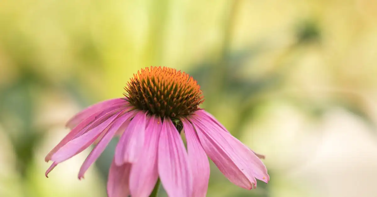 Hoe versnelt echinacea het herstel van griep?