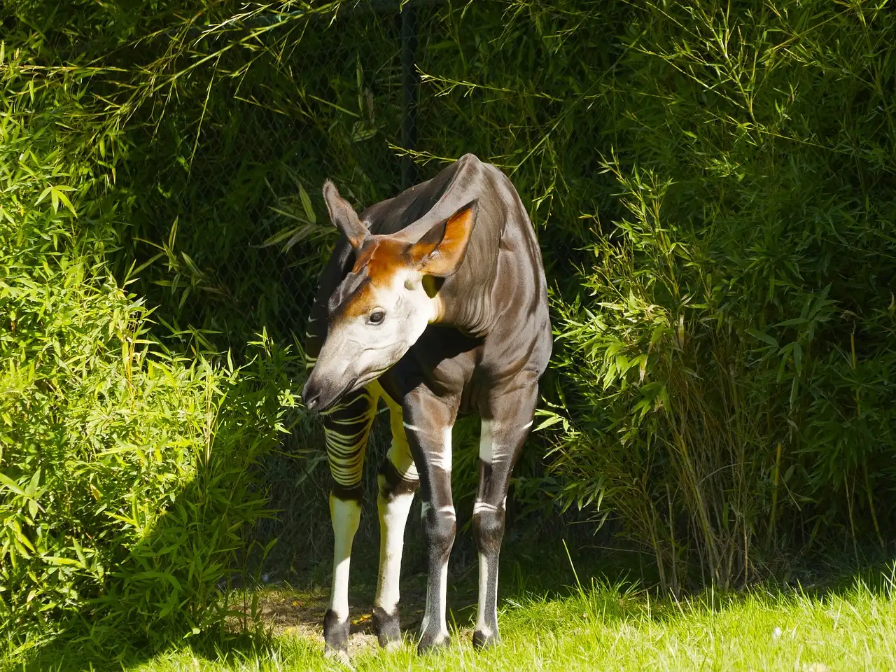 Hoe werken de tong en kaak van de okapi samen?