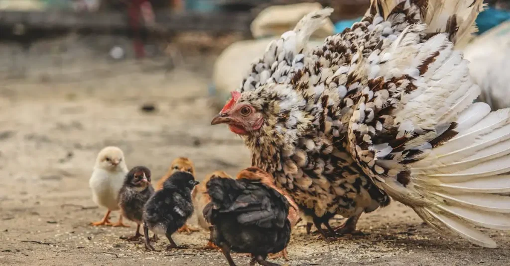 Hoe zorgen vogels goed voor hun eieren? Ontdek het hier!