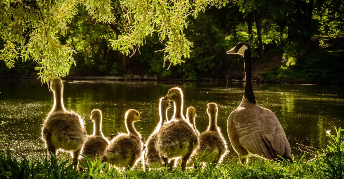 Hoe zorgen vogels goed voor hun eieren? Ontdek het hier!