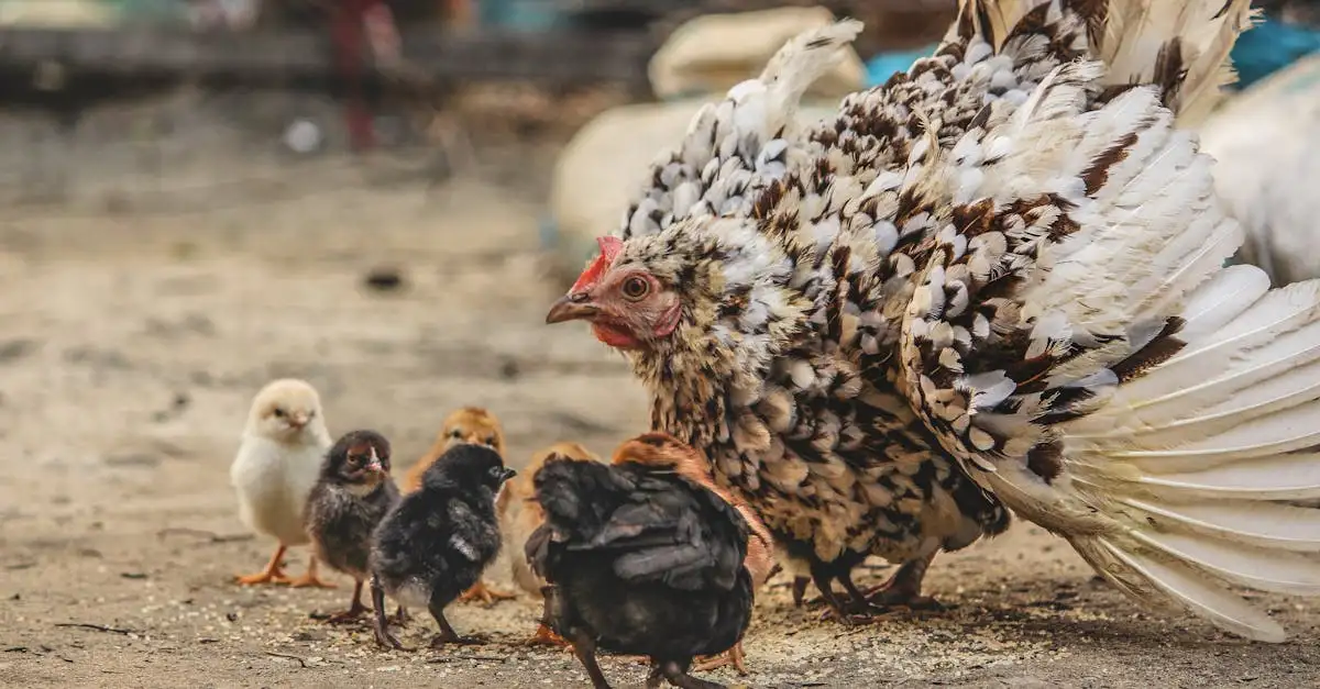 Hoe zorgen vogels goed voor hun eieren? Ontdek het hier!