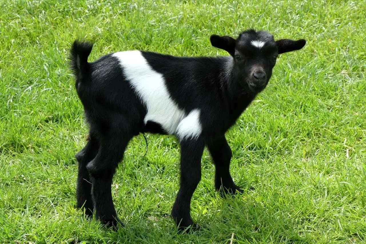 Kunnen dieren hun eigen geur echt herkennen?