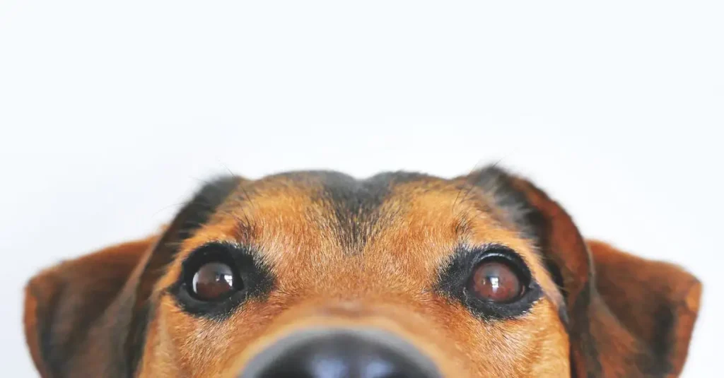 Kunnen honden kleuren zien? Ontdek het hier!