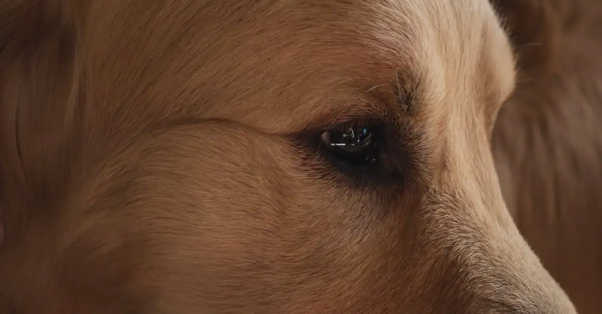 Kunnen honden kleuren zien? Ontdek het hier!