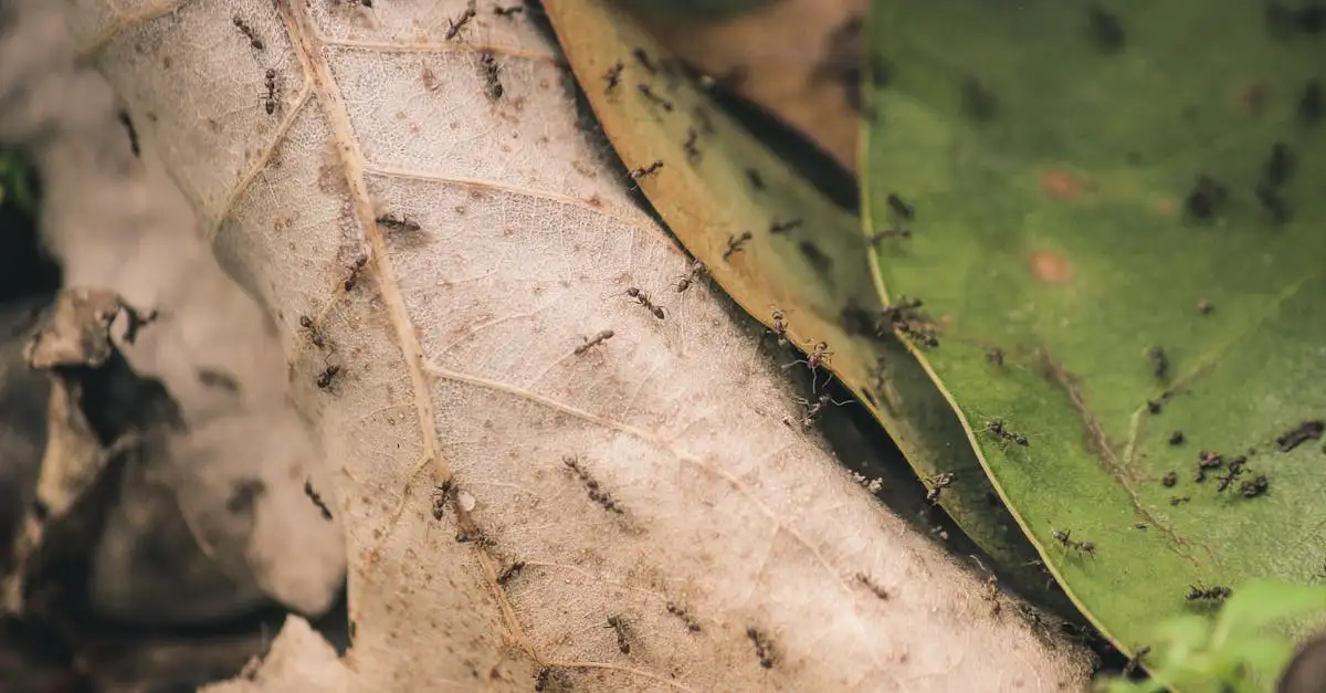 Kunnen insecten samenwerken zoals mieren en bijen?