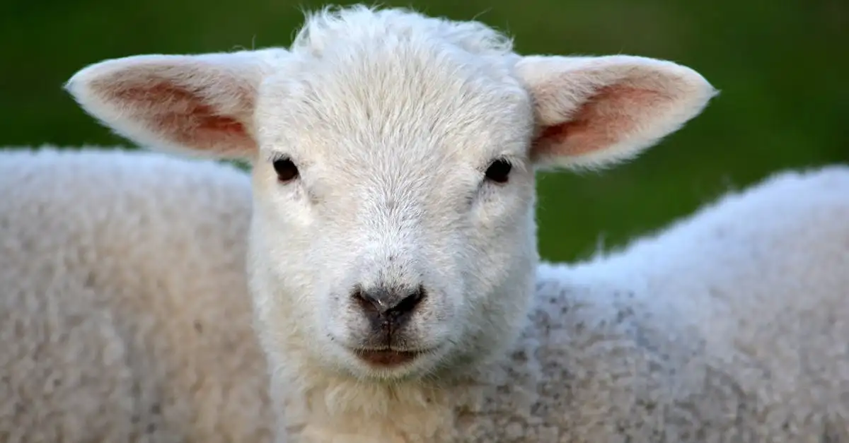 Kunnen schapen echt gezichten herkennen? Ontdek het hier!