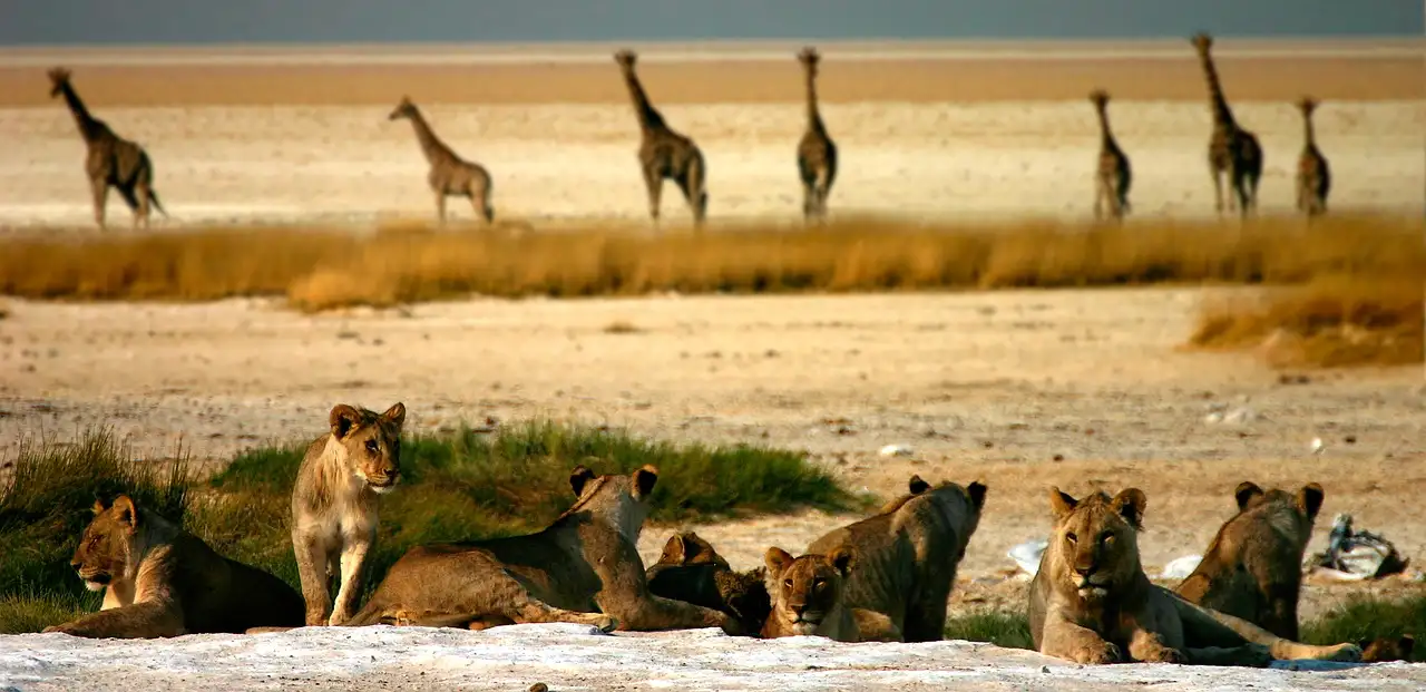 Waar kun je wilde dieren spotten in Etosha, Namibië?