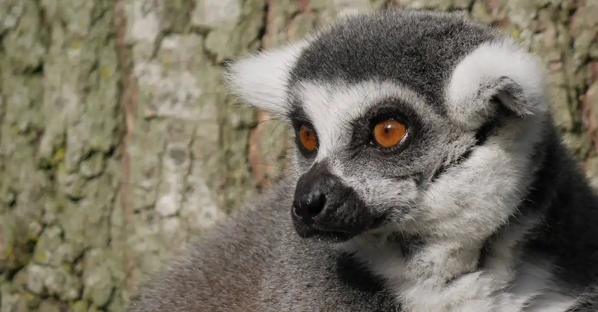 Waar te Verkennen op het Eiland Nosy Be in Madagaskar?