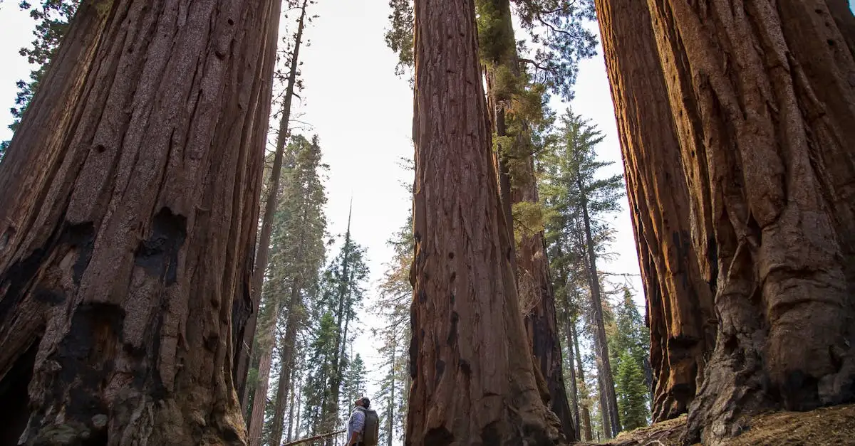 Waar vind je de beroemde Redwood-bossen in de VS?