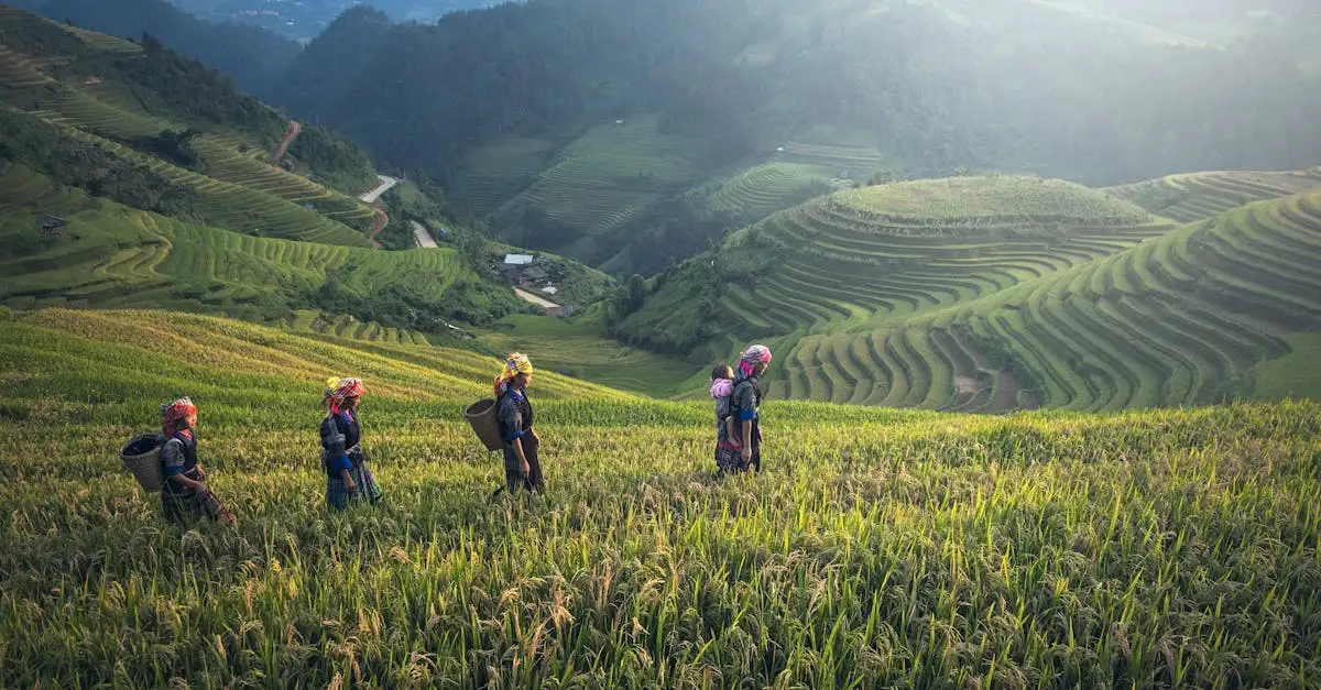 Waar vind je de kleurrijke rijstvelden van Sapa in Vietnam?
