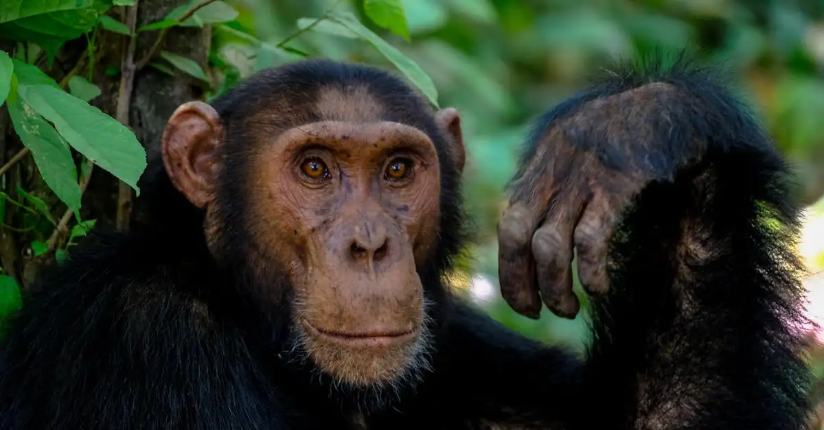 Waarom is Borneo beroemd om zijn regenwoud?