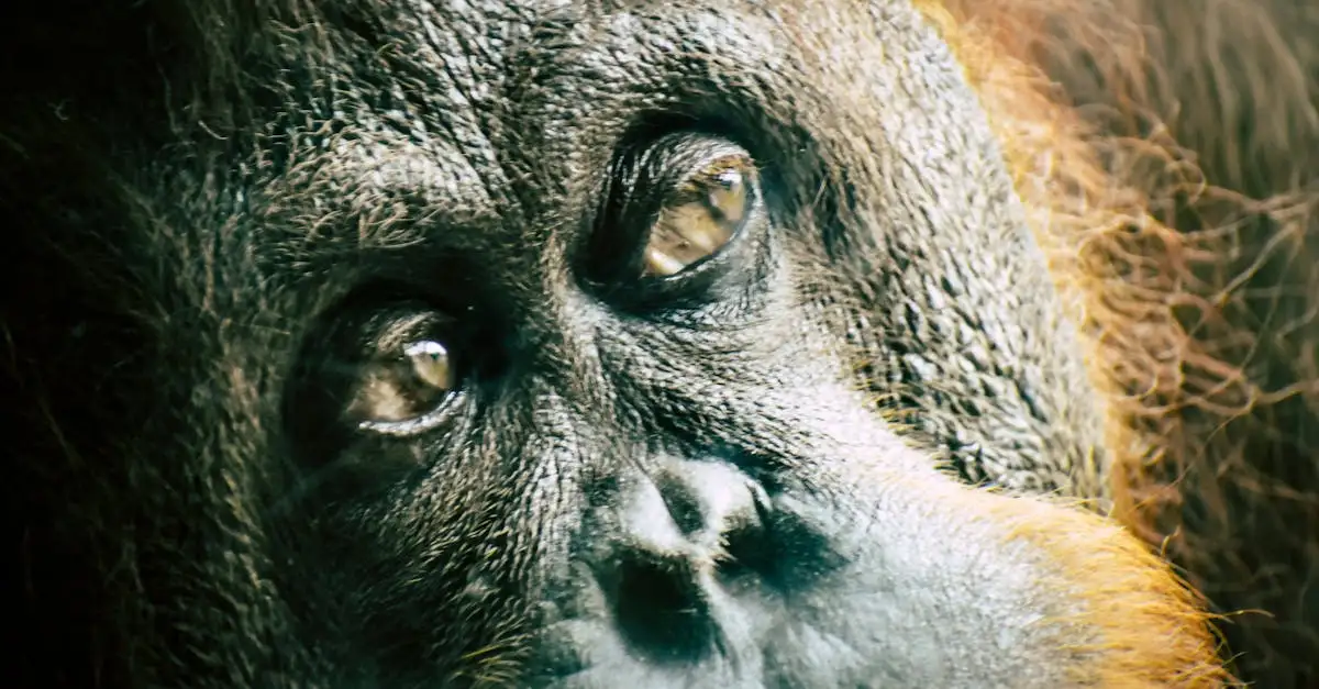 Waarom is Borneo beroemd om zijn regenwoud?