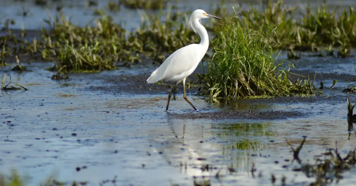 Waarom is Lake Okeechobee belangrijk voor Florida's waterhuishouding?