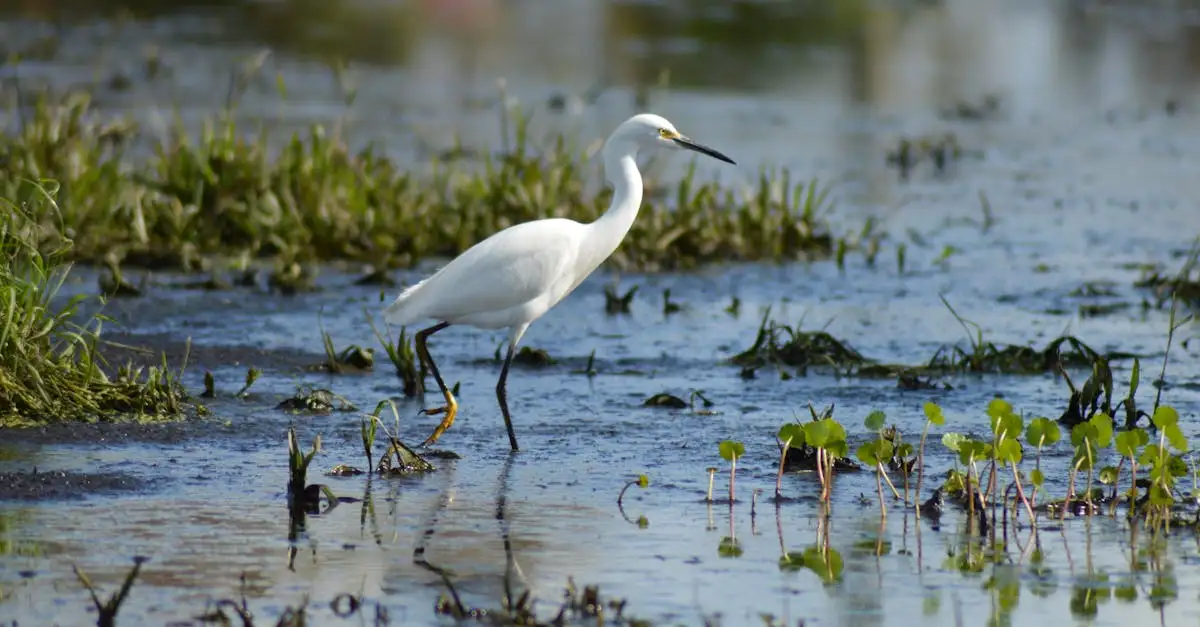 Waarom is Lake Okeechobee belangrijk voor Florida's waterhuishouding?