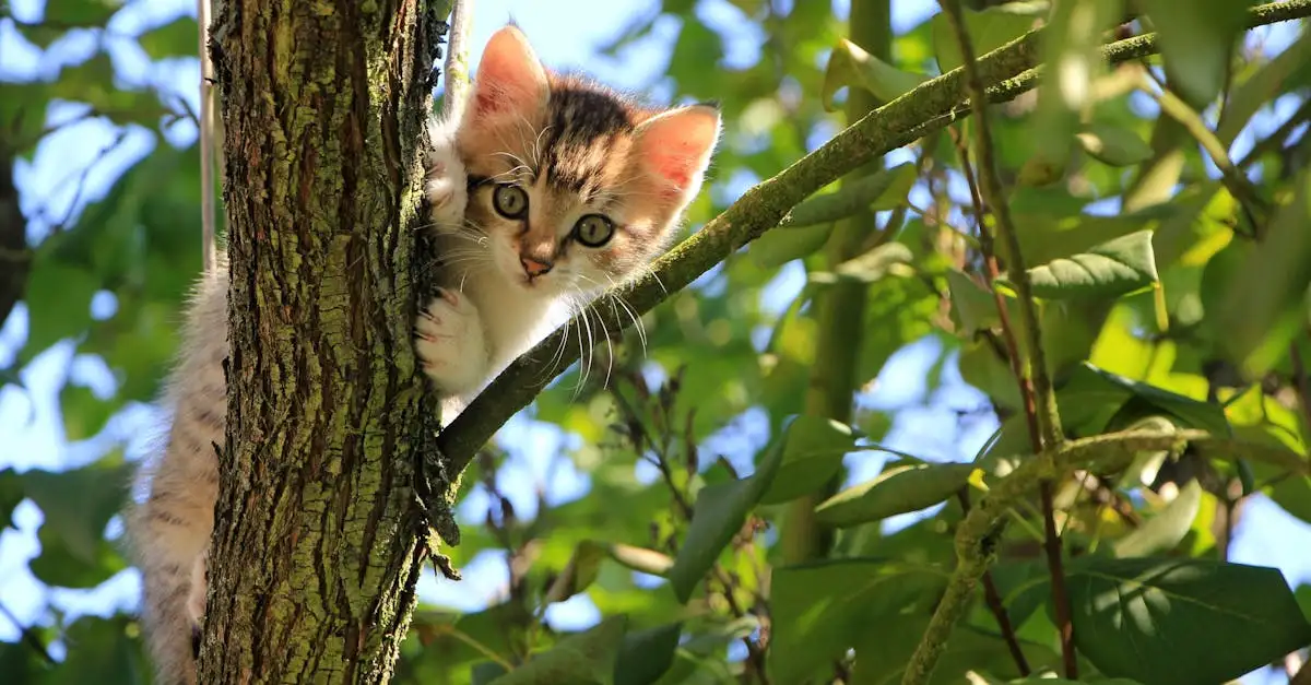 Waarom zijn katten zulke uitstekende klimmers?