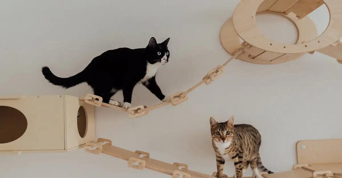 Waarom zijn katten zulke uitstekende klimmers?