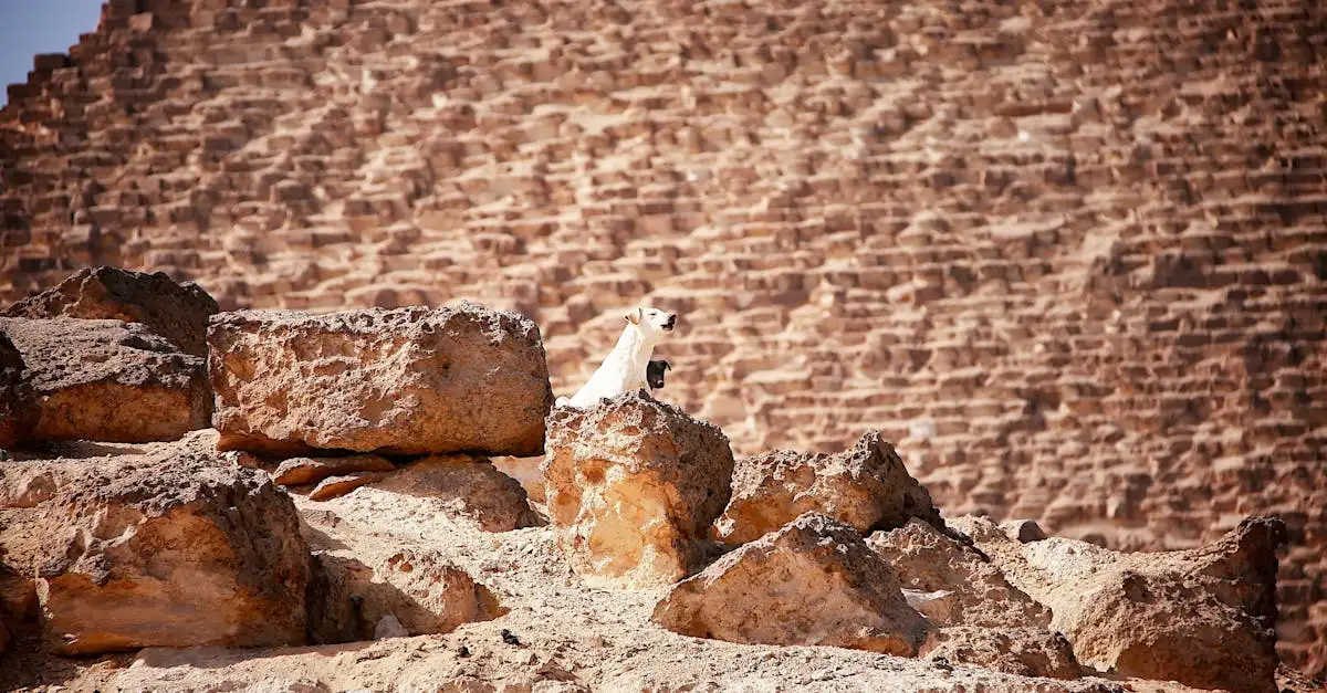 Wat betekenden honden in het oude Egypte? Ontdek het hier!