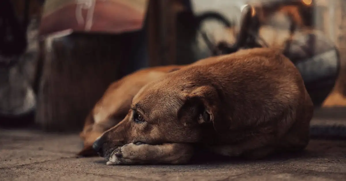 Wat betekenden honden in het oude Egypte? Ontdek het hier!