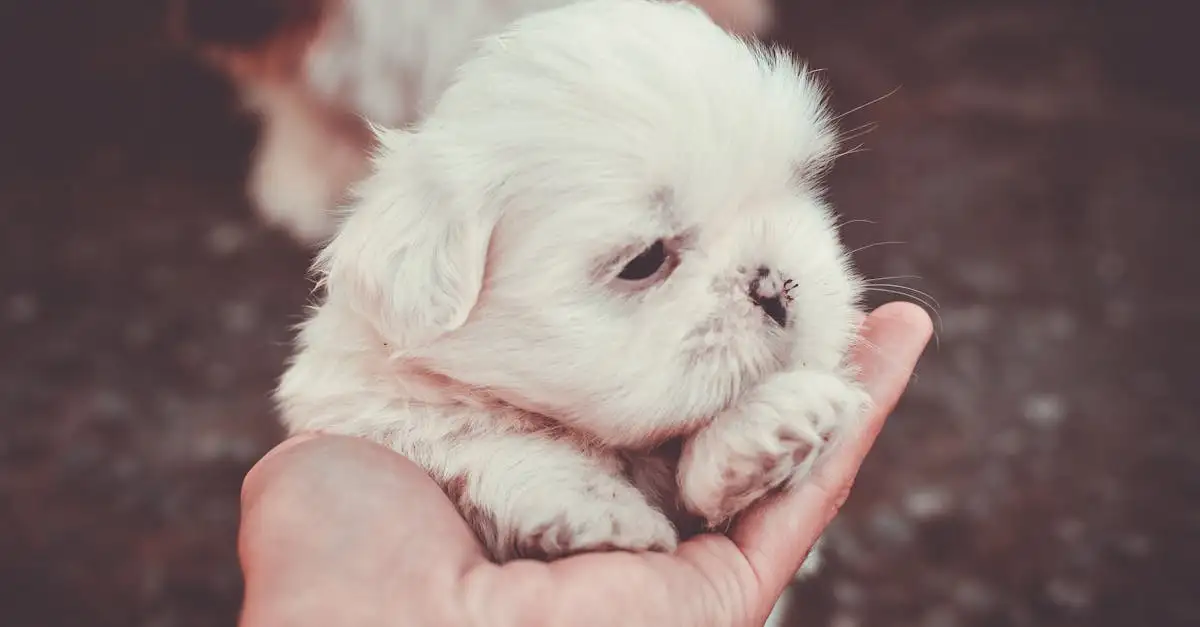 Wat betekent de hond in oude Chinese astrologie?