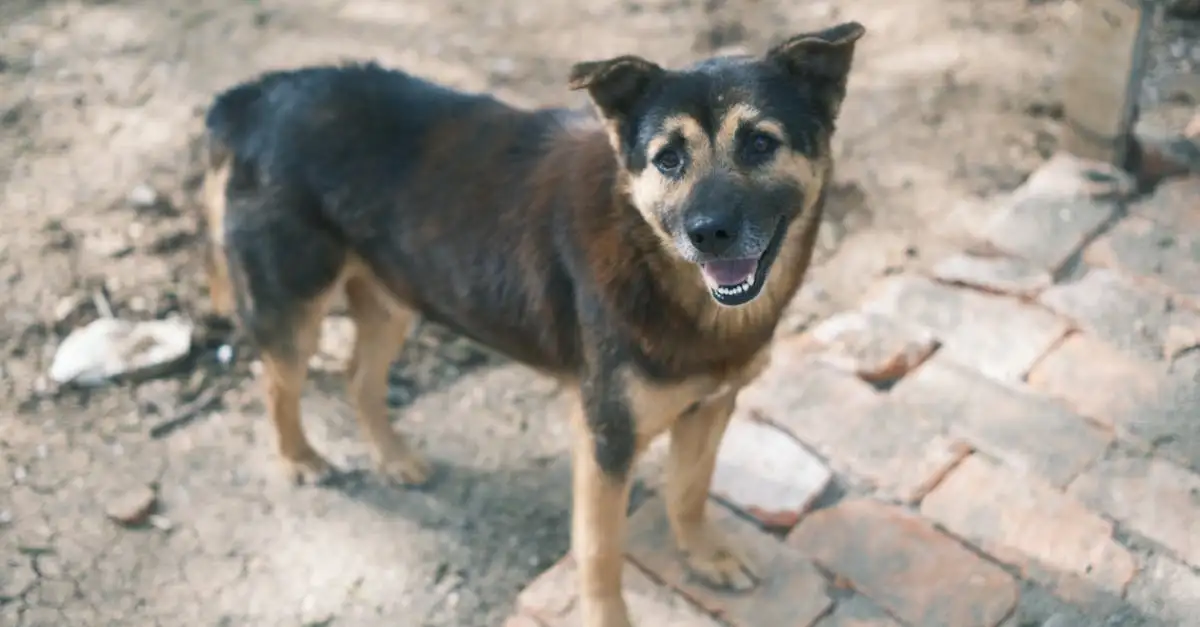 Wat betekent het als een hond zijn staart kwispelt?