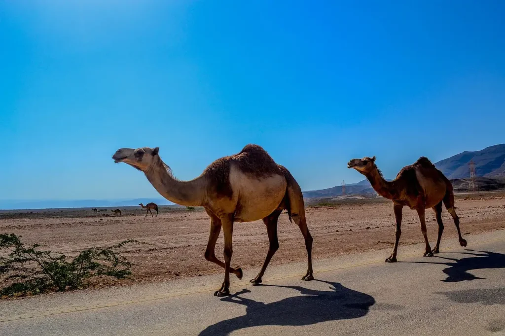 Wat is de grootste rivier op het Arabische schiereiland?