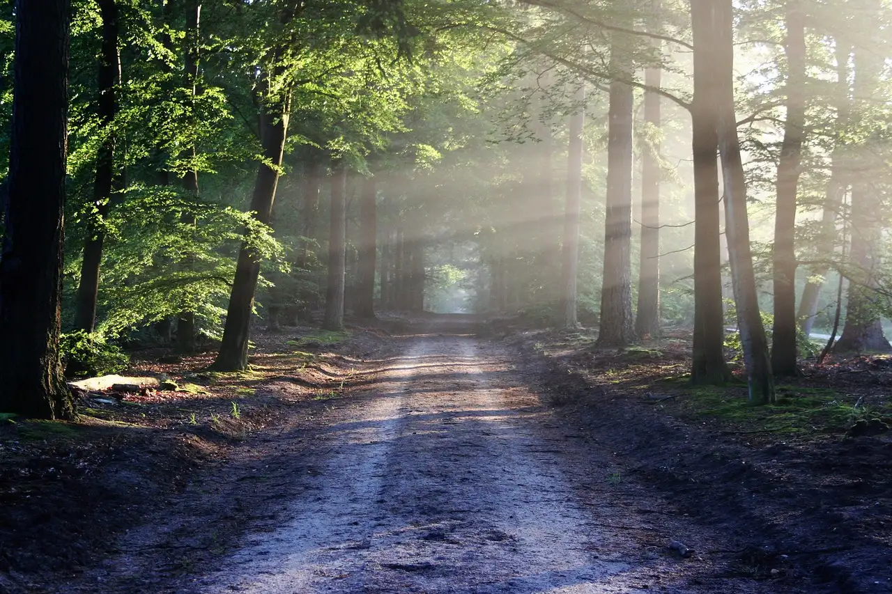 Wat is de Trail of Tears en waarom is het belangrijk?