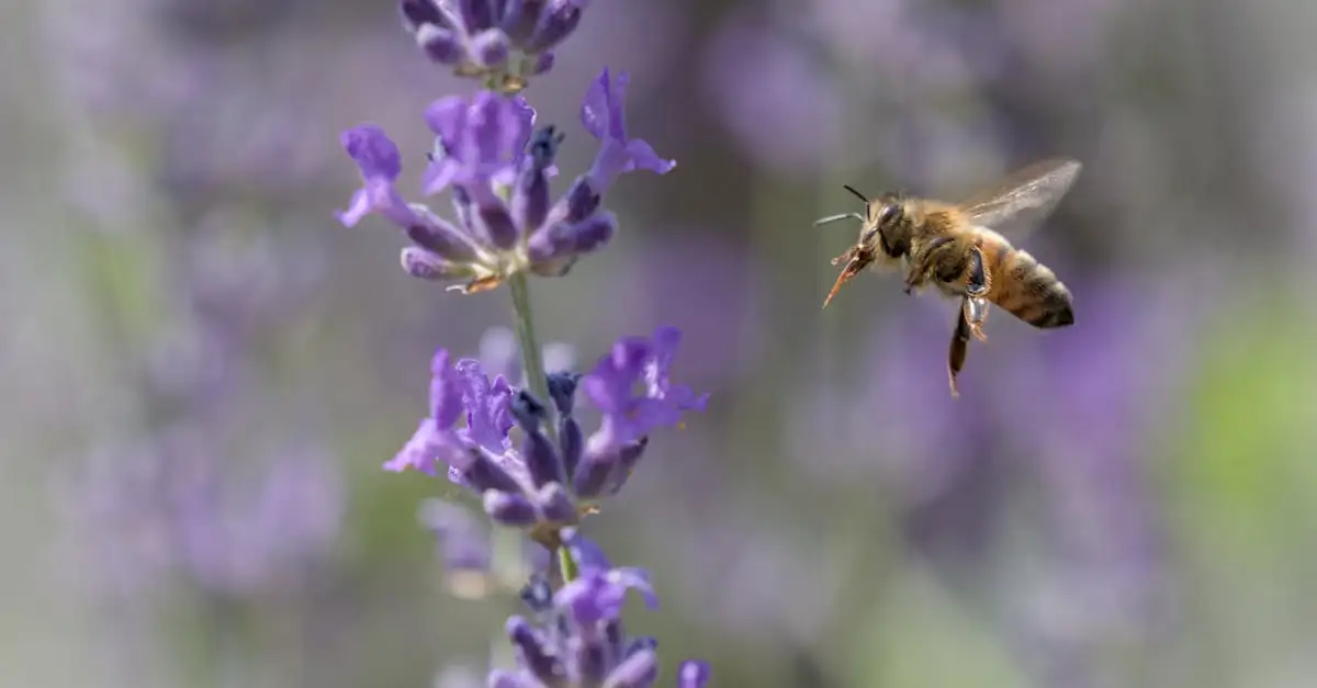 Wat is het effect van lavendel op angstvermindering?
