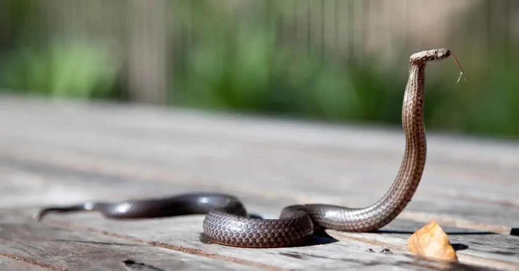 Wat is het grootste giftige reptiel ter wereld?