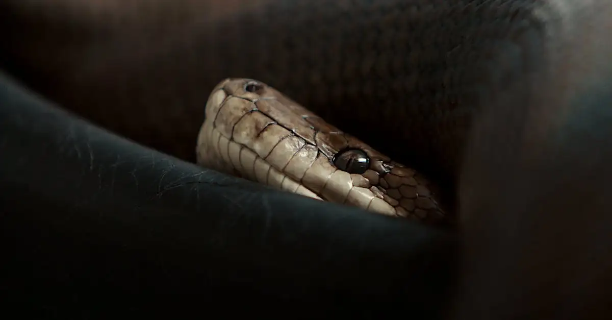 Wat is het grootste giftige reptiel ter wereld?