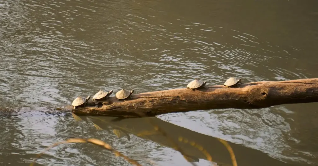 Wat is het South Luangwa National Park in Zambia?