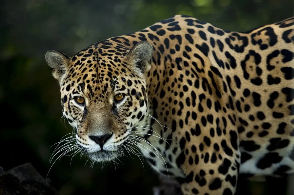 Wat is het verhaal achter de jaguar en de maan?