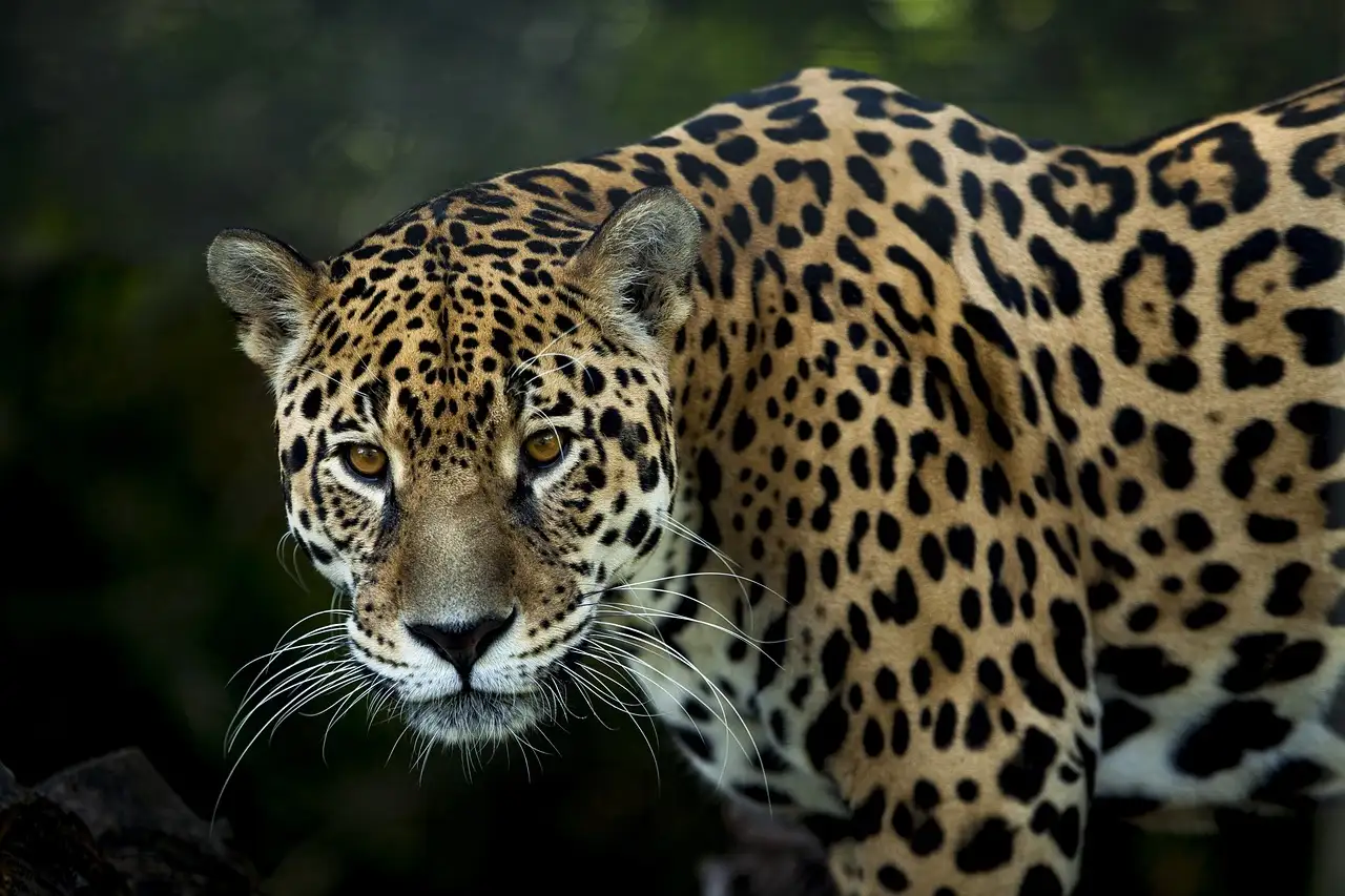 Wat is het verhaal achter de jaguar en de maan?