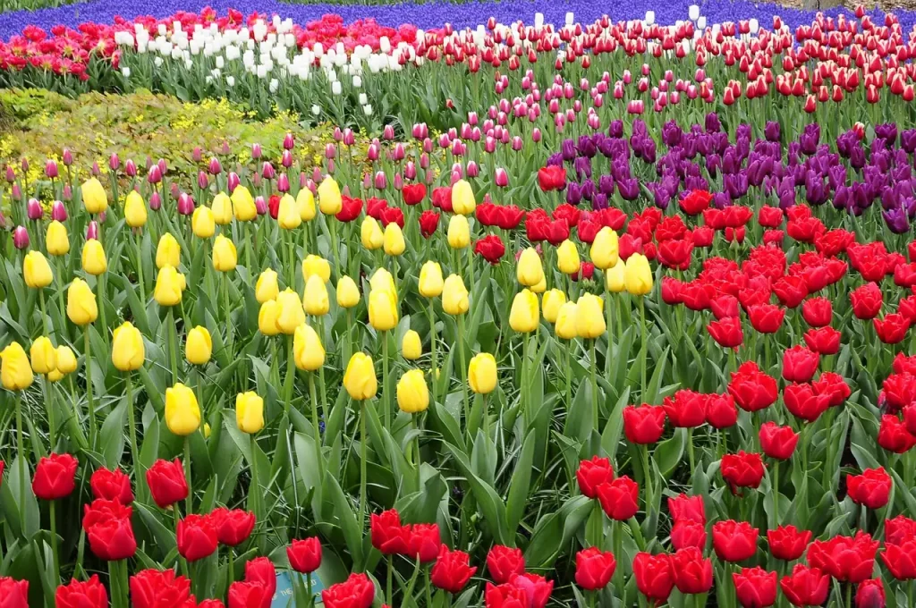 Wat kun je ontdekken in de tuinen van Keukenhof?