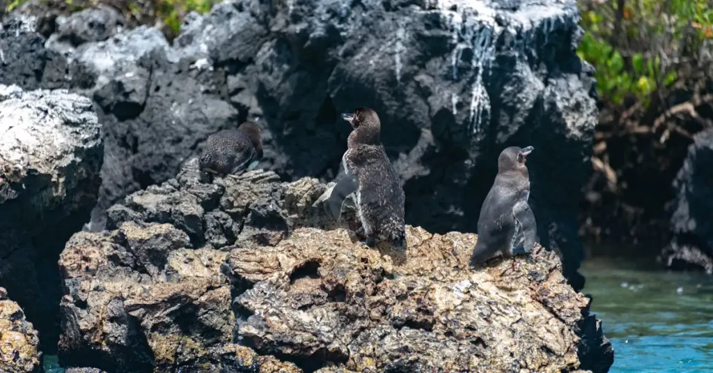 Wat maakt de Galapagoseilanden zo uniek in Ecuador?