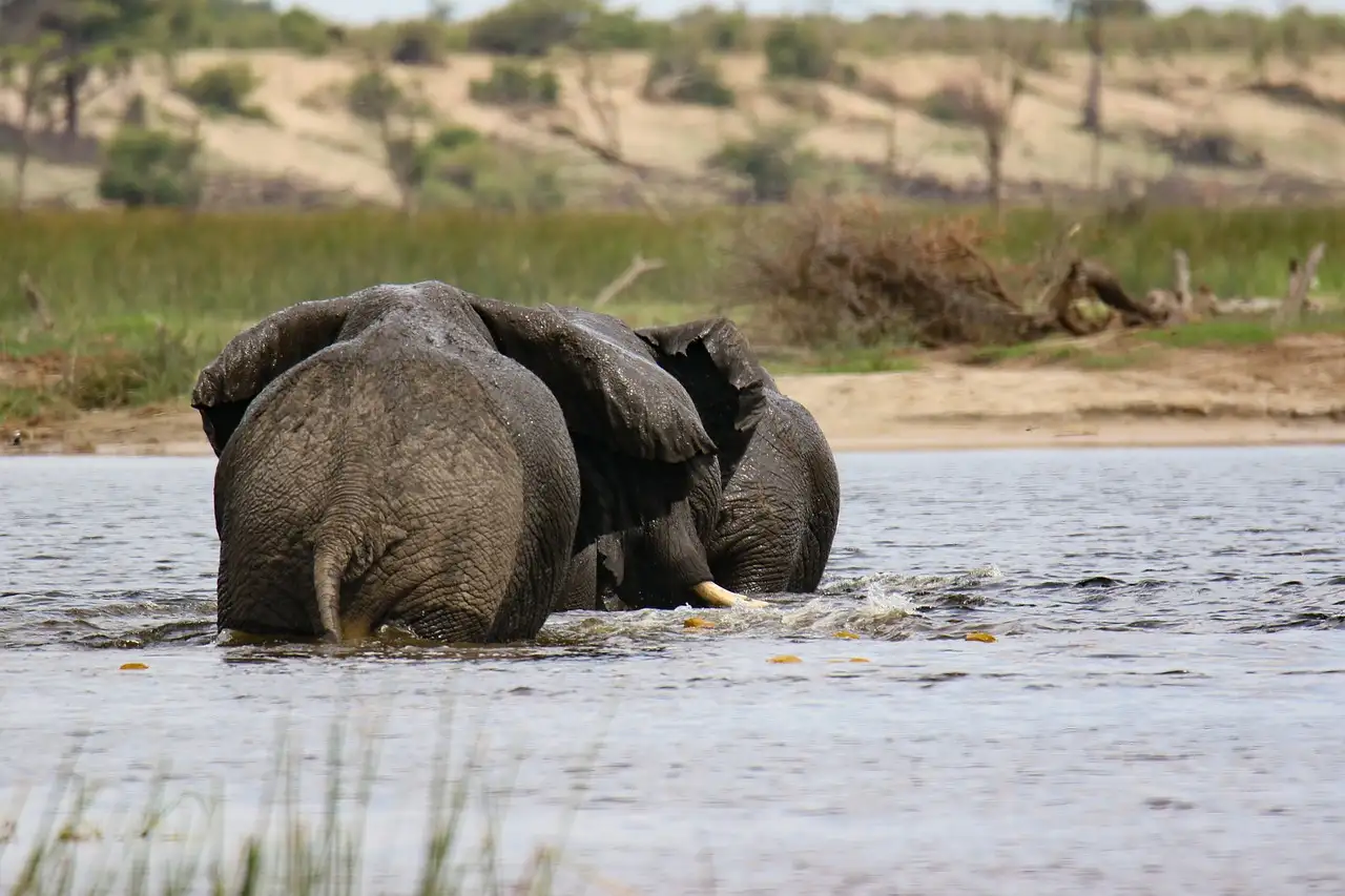 Wat maakt de Okavangodelta in Botswana uniek?