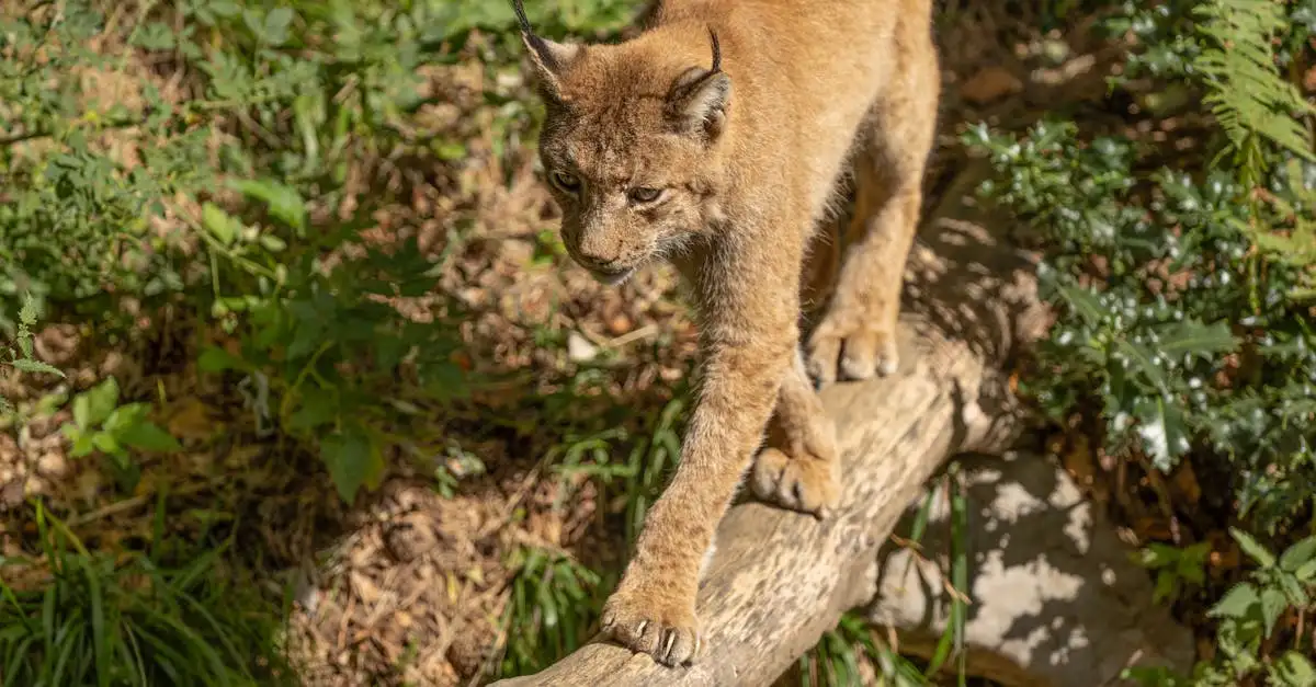 Wat onthult DNA-onderzoek over de evolutie van katten?