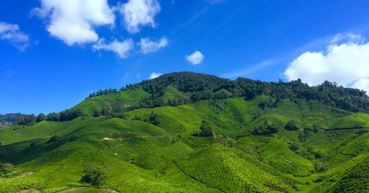 Wat te doen in de groene heuvels van Cameron Highlands?