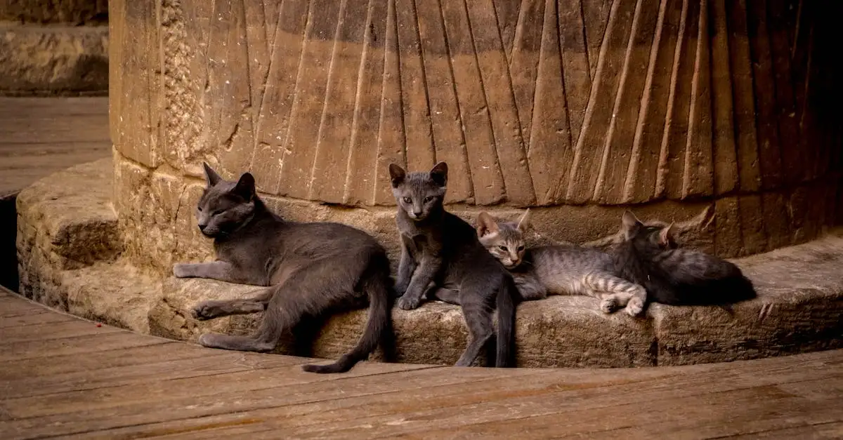 Wat was de rol van katten in het oude Egypte?