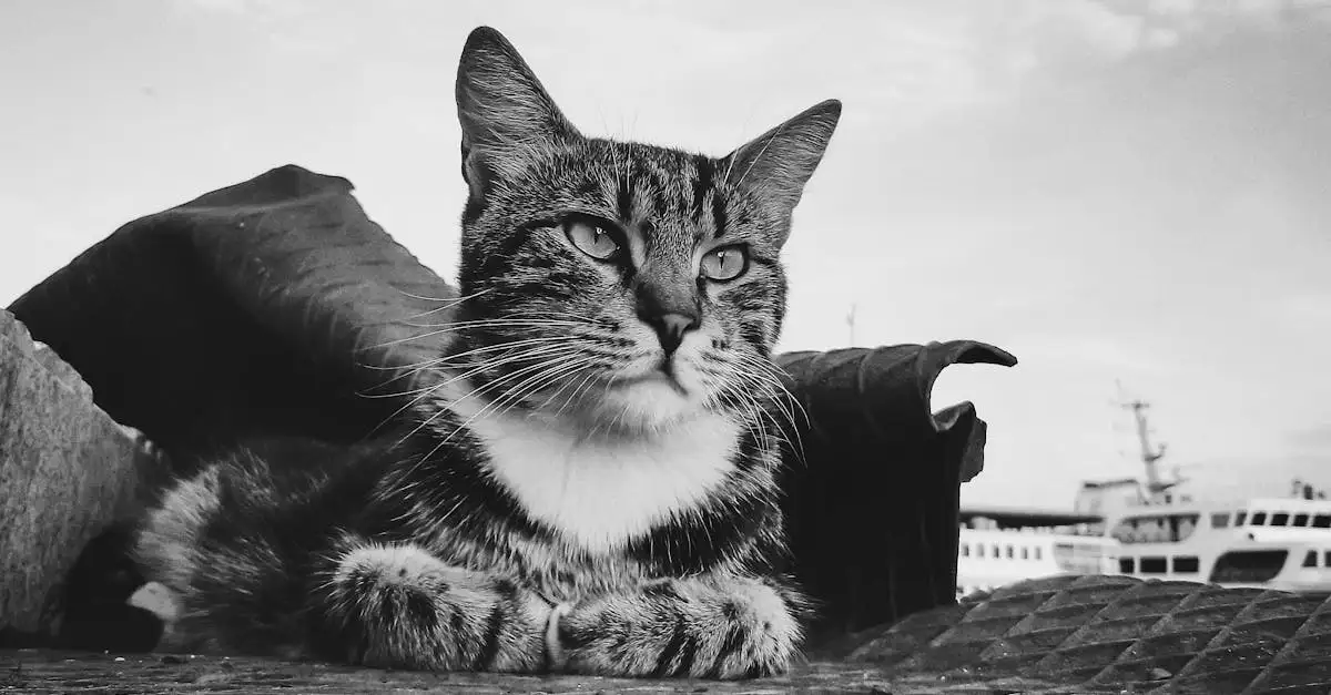 Wat was de rol van katten op middeleeuwse schepen?