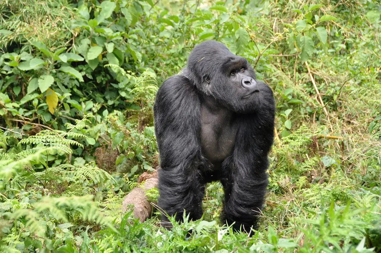 Wat zijn de hoogtepunten van Kigali, Rwanda?