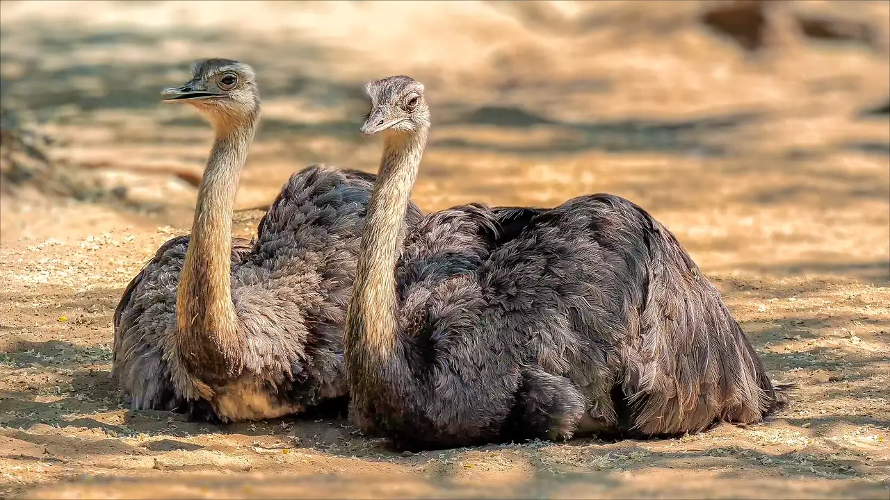 Wat zijn de kenmerken van loopvogels zoals de emoe en kiwi?