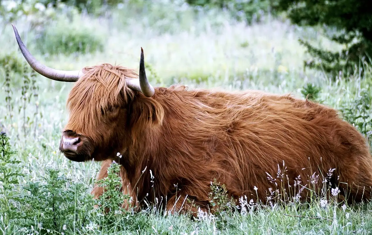 Wat zijn de mooiste ontdekkingen in de Highlands van Schotland?