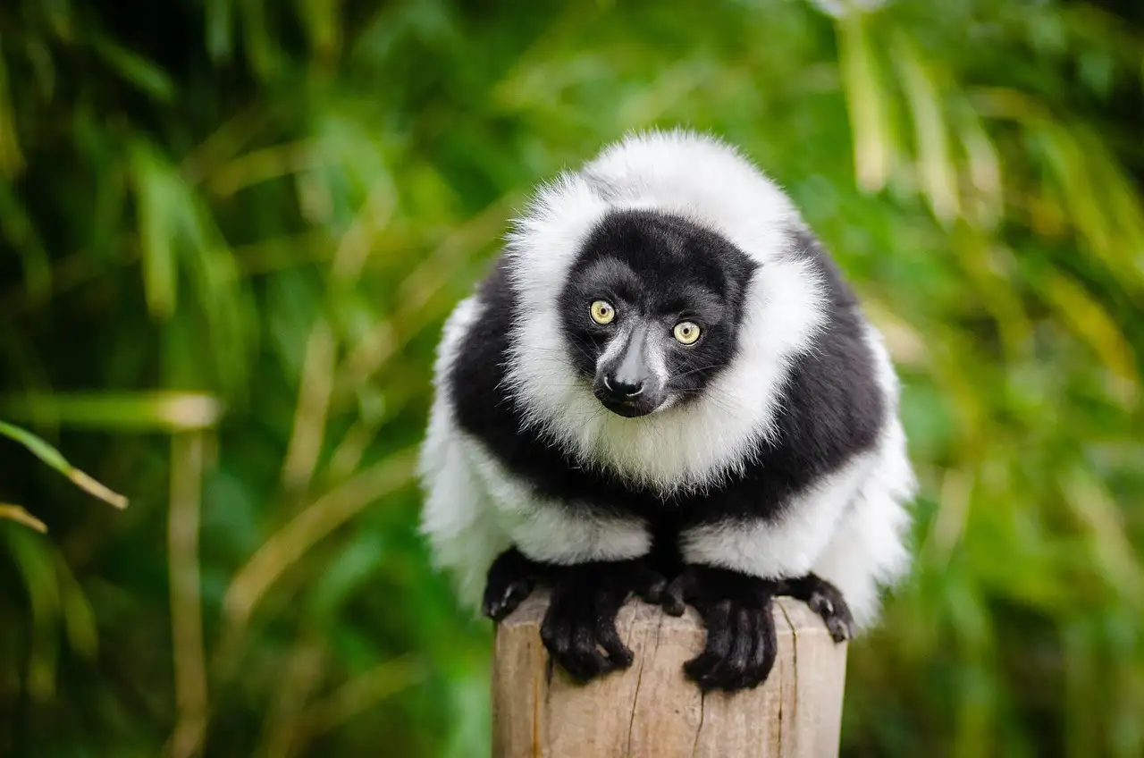 Wat zijn de top 3 bezienswaardigheden in Madagaskar?