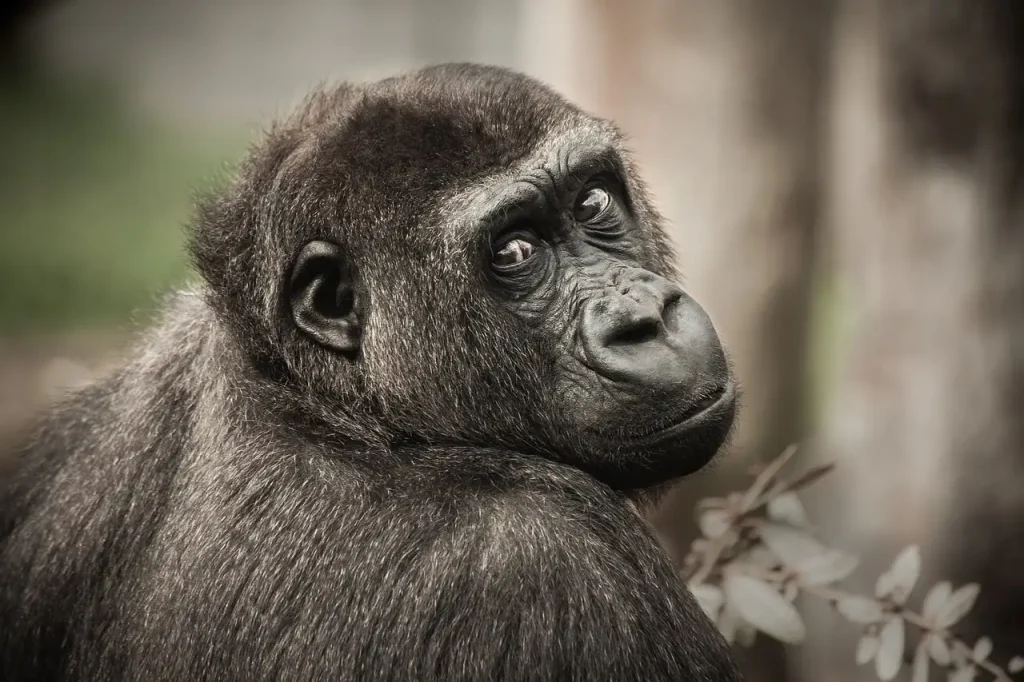 Welke bergketen in Afrika herbergt de gorilla's?
