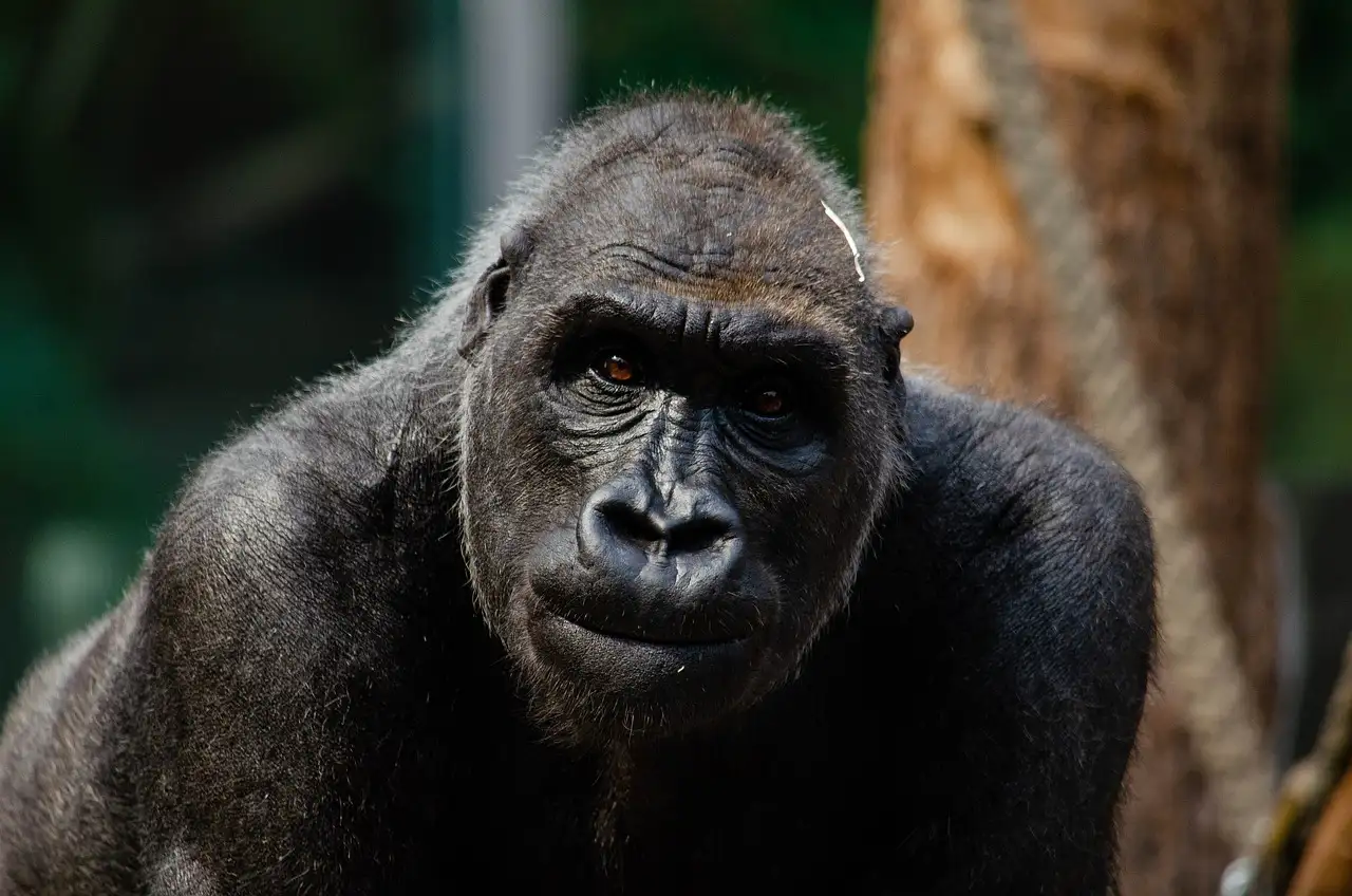 Welke bergketen in Afrika herbergt de gorilla's?