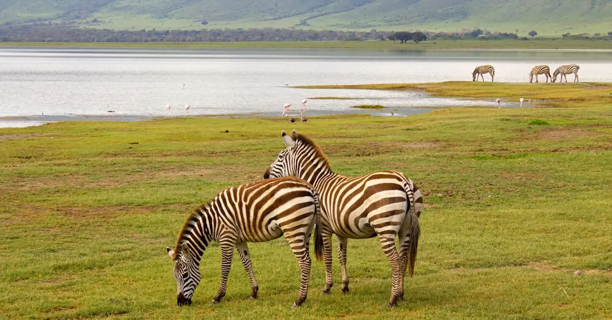 Welke dieren komen voor in Lake Chilwa, Malawi?