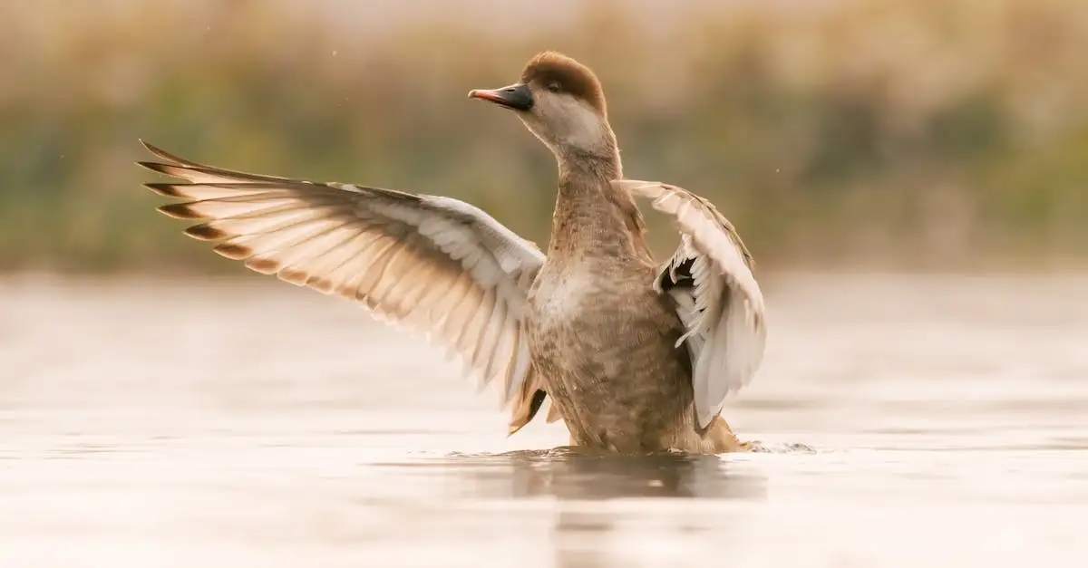 Welke dieren komen voor in Lake Chilwa, Malawi?
