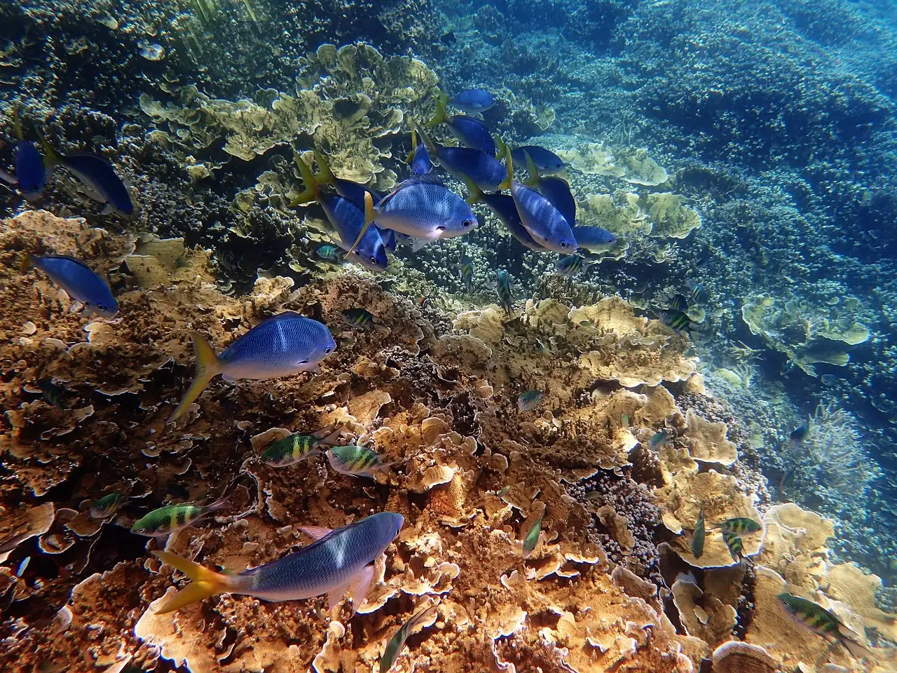 Welke stad is de toegangspoort tot het Great Barrier Reef?